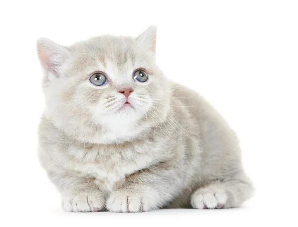 Britská krátkosrstá kočka kotě izolované — Stock fotografie