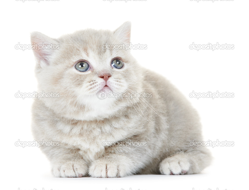 British Shorthair kitten cat isolated