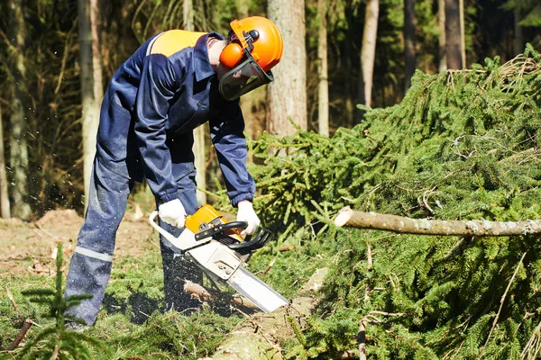在森林里伐木工人切割树 — 图库照片
