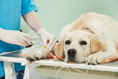 Ladrador dog under vaccination in clinic clipart