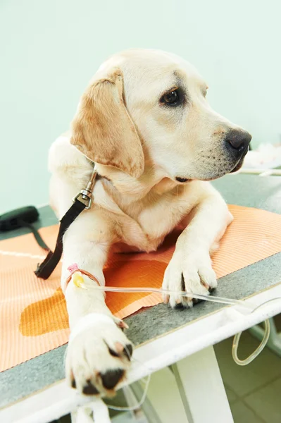 Ladrador anjing di bawah vaksinasi di klinik — Stok Foto