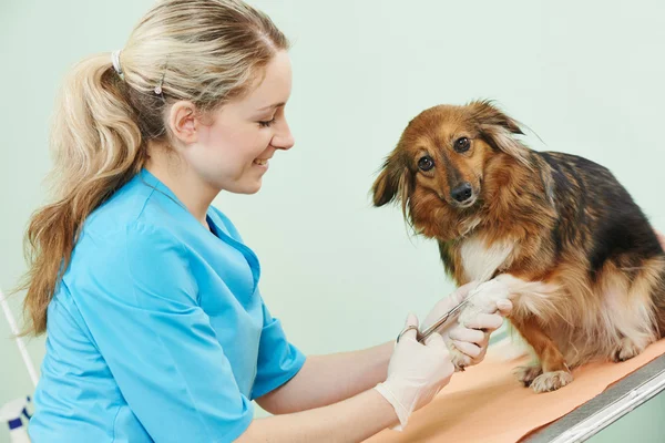 Vétérinaire chirurgien traitant chien — Photo
