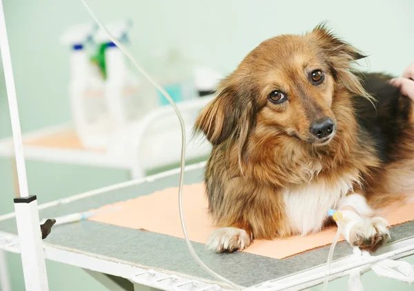 Cão em vacinação na clínica — Fotografia de Stock