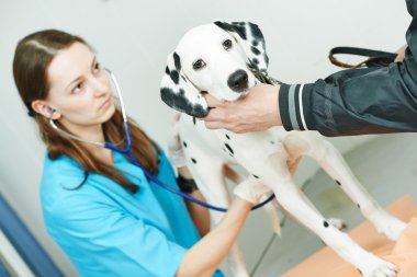 Veteriner cerrah tedavi köpek