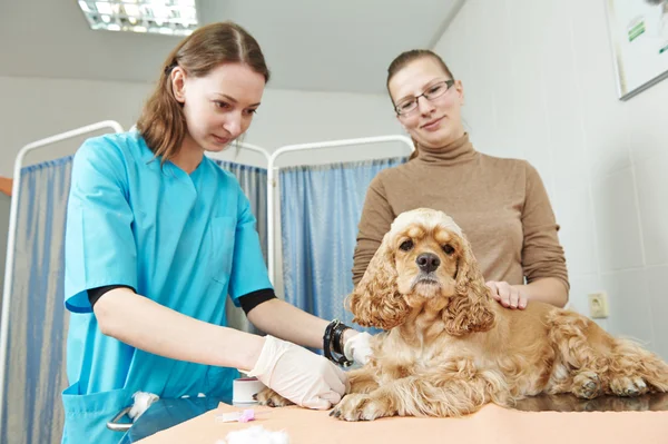 Veterinário cirurgião tratando cão — Fotografia de Stock