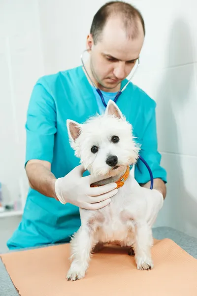 Veterinarian surgeon treating dog — Stock Photo, Image