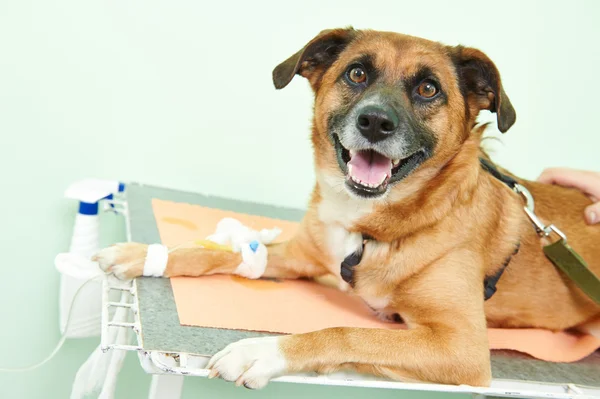 予防接種クリニックでの下に犬 — ストック写真