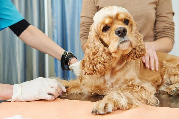 Exame de sangue veterinário do cão — Fotografia de Stock