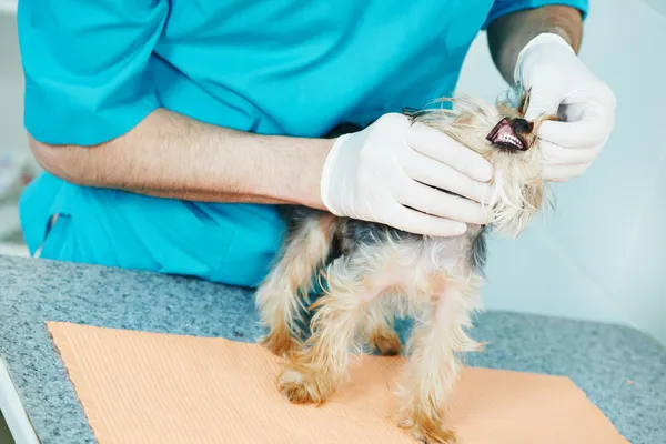 Ветеринарный хирург осматривает собачьи зубы — стоковое фото