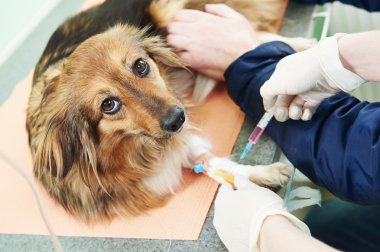 Köpek veteriner kan testi incelenmesi