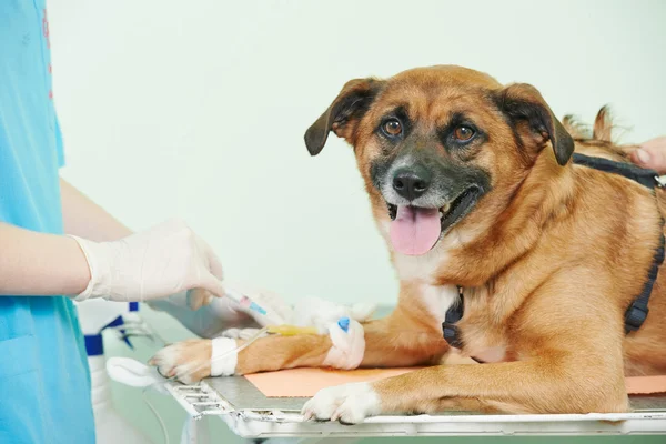 Badanie weterynaryjne badanie krwi psa — Zdjęcie stockowe