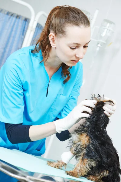 Veterinário cirurgião tratando cão — Fotografia de Stock