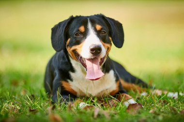 Entlebucher çimlerin üzerinde açık havada Sennenhund. Sadık evcil hayvan dostu.