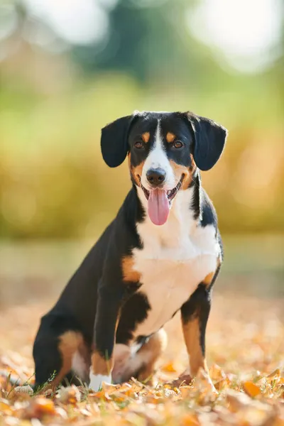 Entlebucher Sennenhund im Herbst im Freien auf Laub. Treuer Tierfreund — Stockfoto
