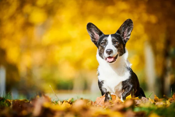 卡迪根威尔士科尔吉犬在秋天的公园。忠诚的宠物朋友 — 图库照片