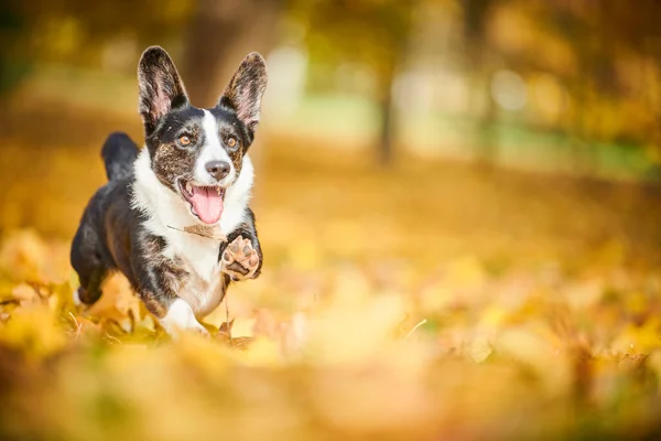 Kardigan walijski pies Corgi w jesiennym parku. Lojalny zwierzak — Zdjęcie stockowe