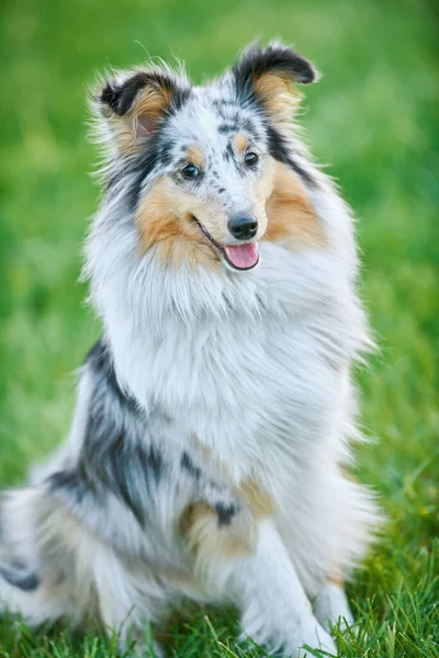 Shetland Sheepdog all'aperto su erba. Amico animale domestico — Foto Stock