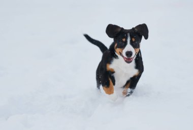 Entlebucher kışın Sennenhund yavrusu. İyi koşular.