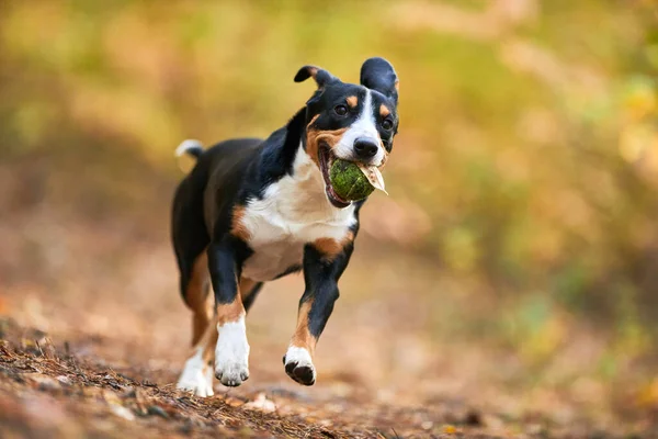 Ο Entlebucher sennenhund τρέχει με φθινοπωρινά φύλλα. Πιστό κατοικίδιο φίλο — Φωτογραφία Αρχείου