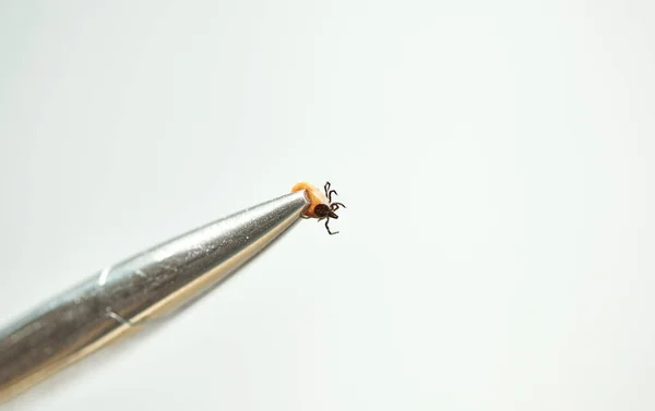 Perigoso parasita inseto ácaro. Carrapato portador de desconforto em pinças — Fotografia de Stock