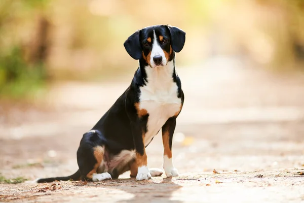 Ο Entlebucher sennenhund είναι έξω. Πιστό κατοικίδιο φίλο — Φωτογραφία Αρχείου