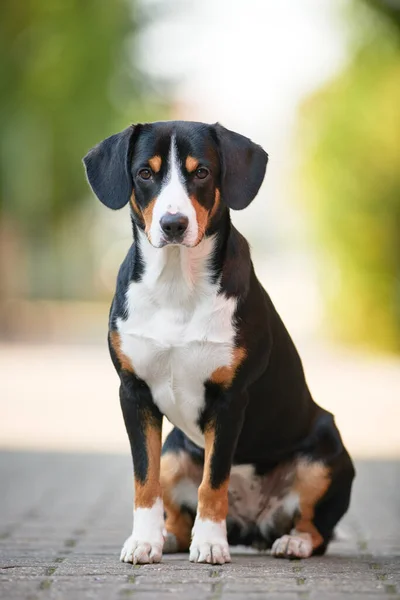 Entlebucher sennenhund al aire libre. Amigo fiel mascota —  Fotos de Stock