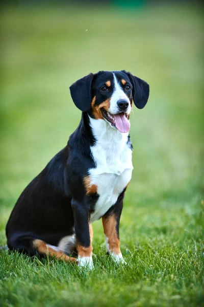 Entlebucher Sennenhund Sentado Outoors Grama Verde Caminhada Cão — Fotografia de Stock