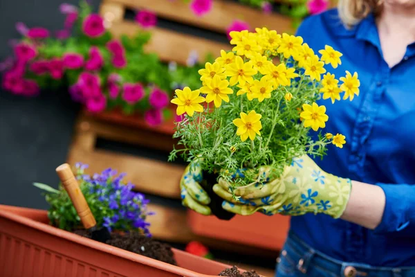 Nőstény Kertész Virágokat Ültet Fazékba Otthon Virágtermesztés — Stock Fotó