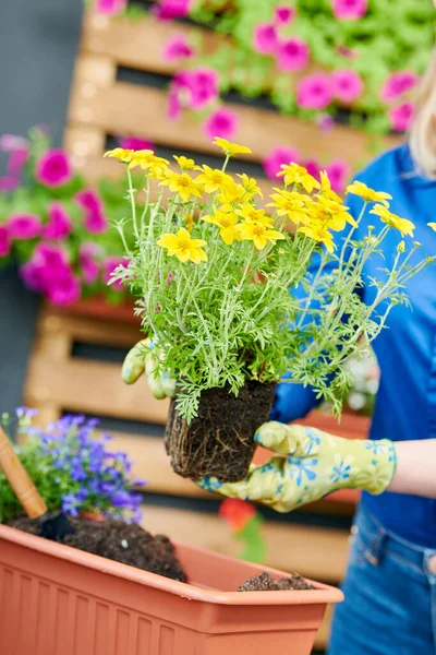 Nőstény Kertész Virágokat Ültet Fazékba Otthon Virágtermesztés — Stock Fotó