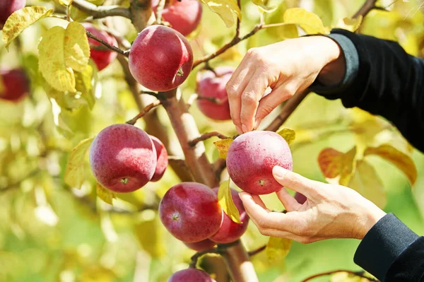 Mujer Recogiendo Manzanas Rojas Maduras Árbol Cosecha Huerto Verano — Foto de Stock