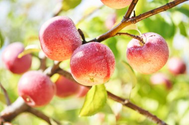 Elma hasat. Ağaç dalı çiftlik meyve bahçesinde taze kırmızı meyve