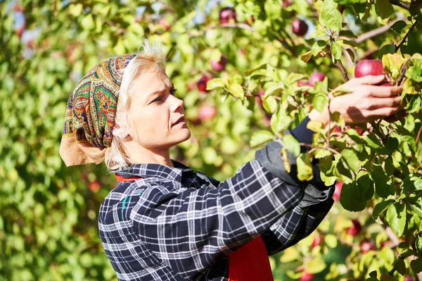 Young Smiling Woman Picker Portrait Ripe Apples Picking Tree Summer — Stock Photo, Image