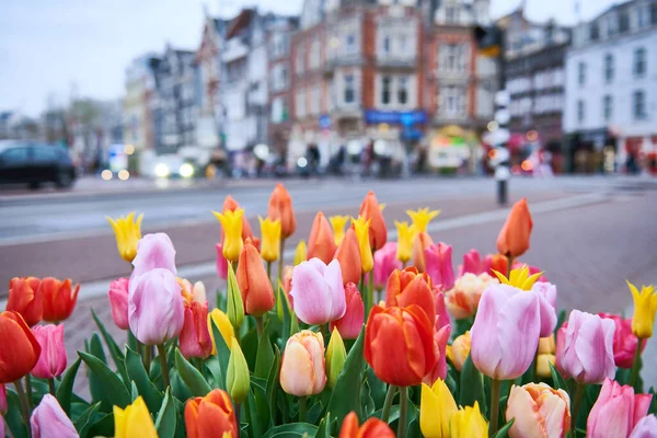 Lente Bloemen Tulpen Amsterdamse Stadsstraat Nederland — Stockfoto