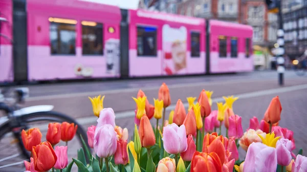 Spring Flowers Tulips Amsterdam City Street Holland — Stock Photo, Image