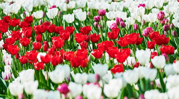 Gebied Van Rode Witte Kleurrijke Bloeiende Tulpen Holland Bloemkwekerij — Stockfoto