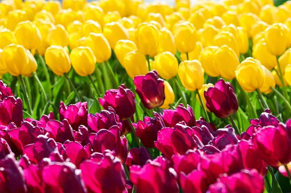 Gebied Van Paarse Gele Kleurrijke Bloeiende Tulpen Holland Bloemkwekerij — Stockfoto