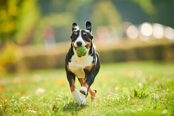 犬の散歩で秋の森の葉の上で森の中を走るEntlebucher Sennendund — ストック写真