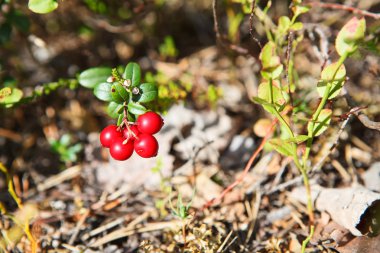 Yeşil Cay gelen kırmızı cowberries