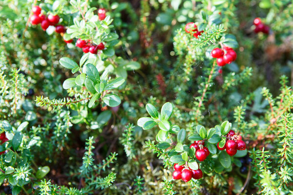 Reb cowberries growing on green brunches