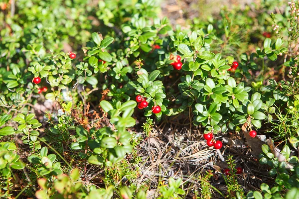 关于绿色早午餐在秋季北红 cowberries — 图库照片