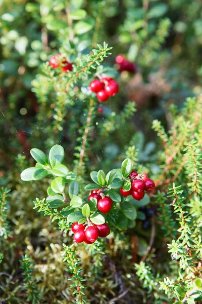 绿色早午餐红的 cowberries — 图库照片