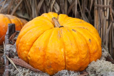 büyük portakal olgun kabak saman içinde döşeme