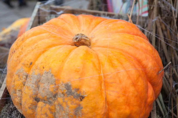 Primer plano de calabaza naranja madura grande sobre heno — Foto de Stock