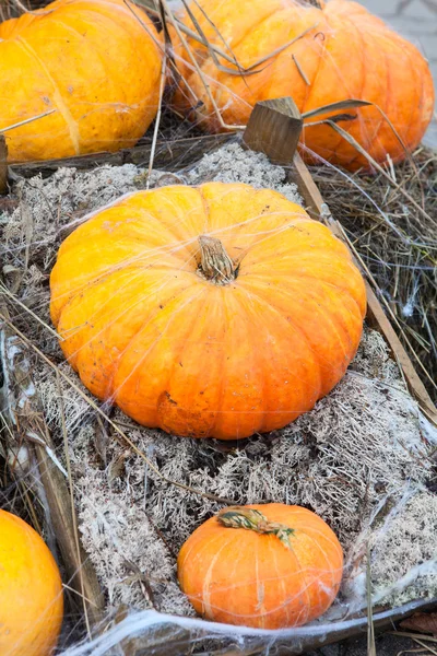 Rich autumn harvest of orange ripe pumpking — Stock Photo, Image