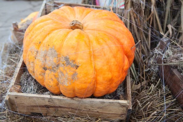 Big ripe orange pumpkin in wooden box — Stock Photo, Image