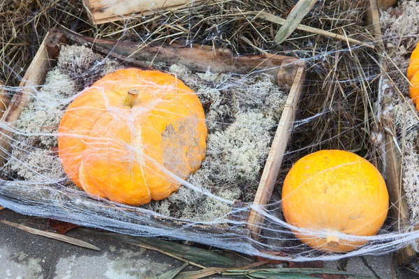 Kabaklar depolama ahşap kutular içinde hasat — Stok fotoğraf