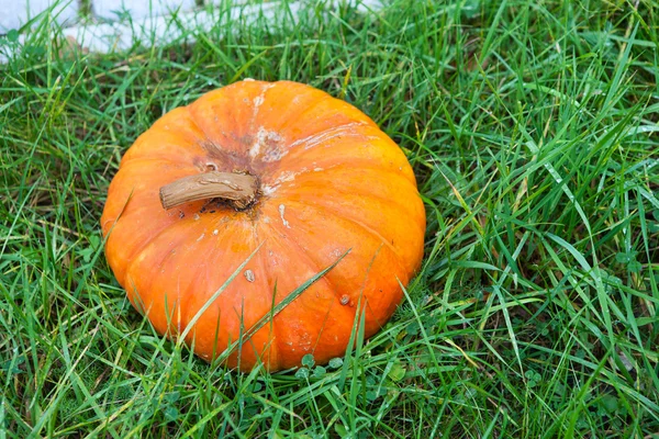 One orange pumpkin laying in green grass — Stock Photo, Image