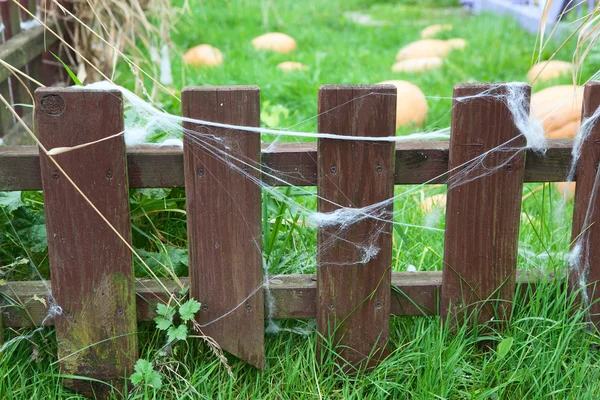 Valla de madera con tela en tablones y calabazas en crecimiento sobre hierba verde —  Fotos de Stock