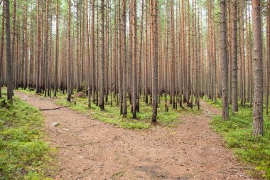 orman yangınından sonra büyüyen