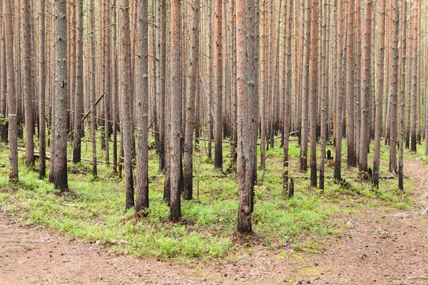 New growing pines in forest after fire — Stock Photo, Image